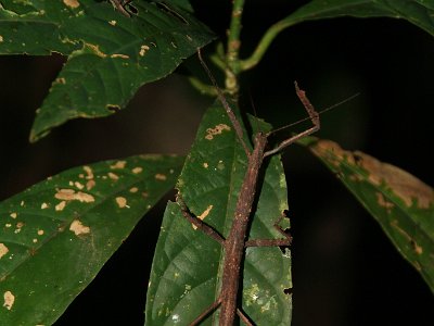 Stick insect (1)
